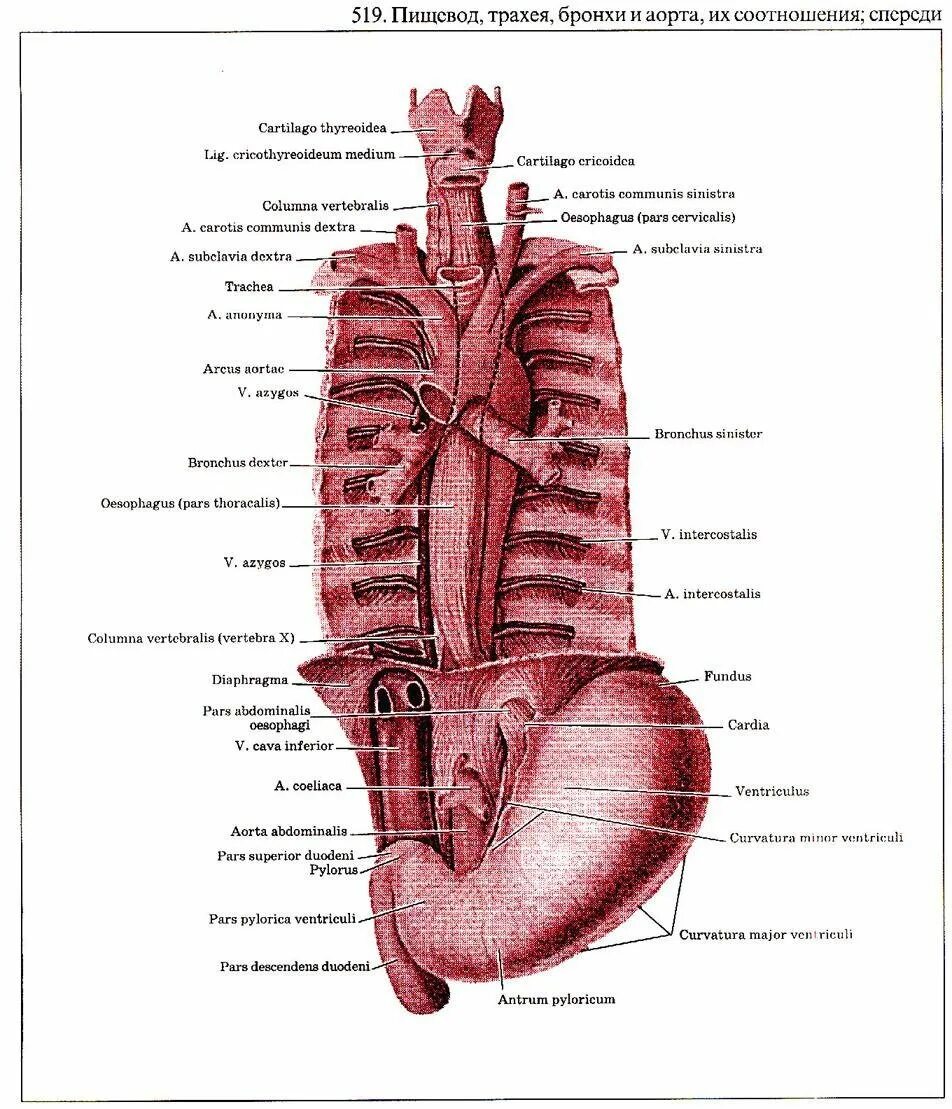 Аорта и пищевод анатомия. Анатомия пищевода человека схема расположения. Расположение трахеи пищевода аорты. Пищевод рисунок.