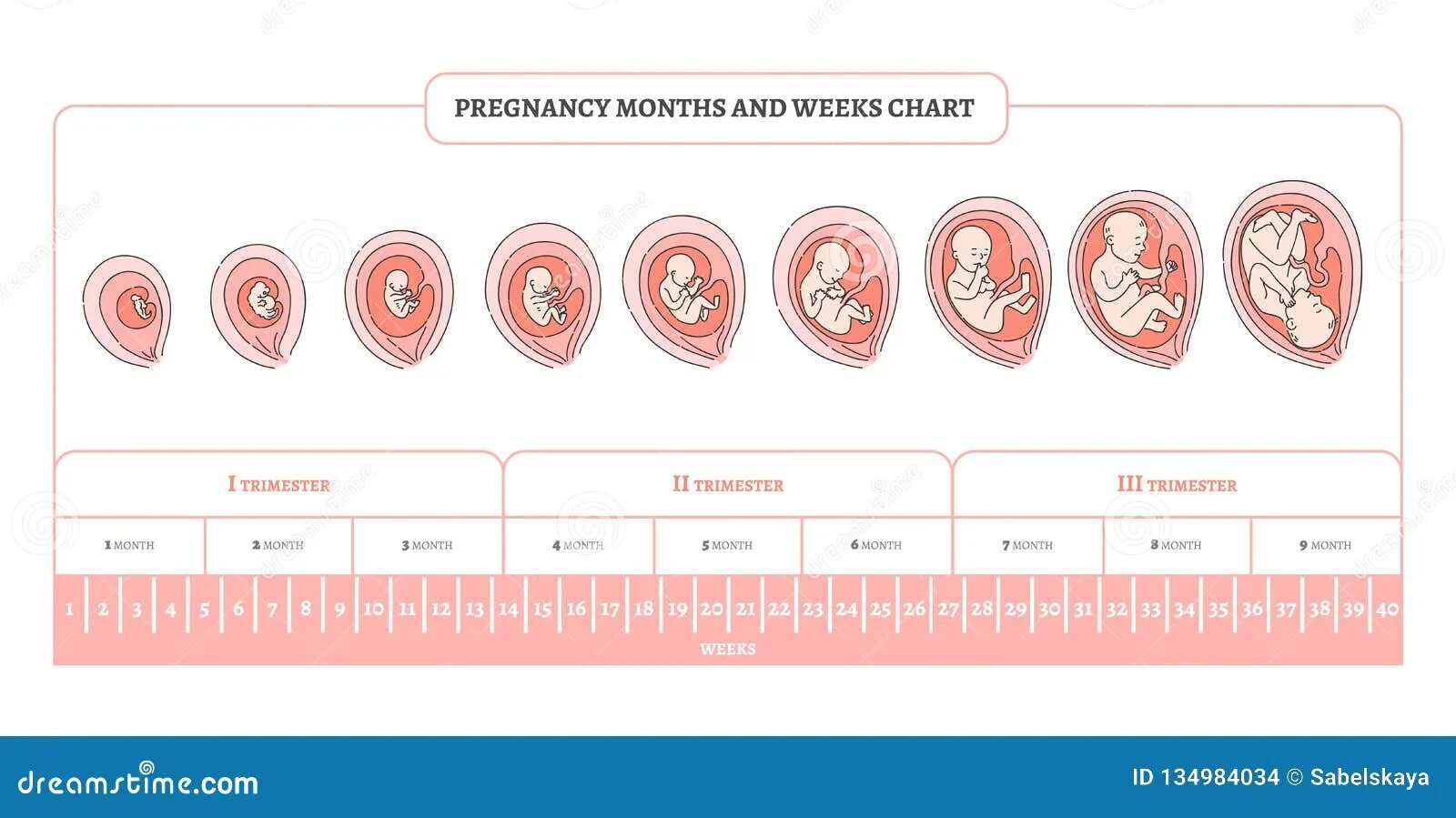 40 недель это месяцев. Периоды развития плода по неделям в картинках. Стадии формирования плода по неделям беременности. Триместры беременности по неделям и месяцам таблица. Периоды развития плода по триместрам.