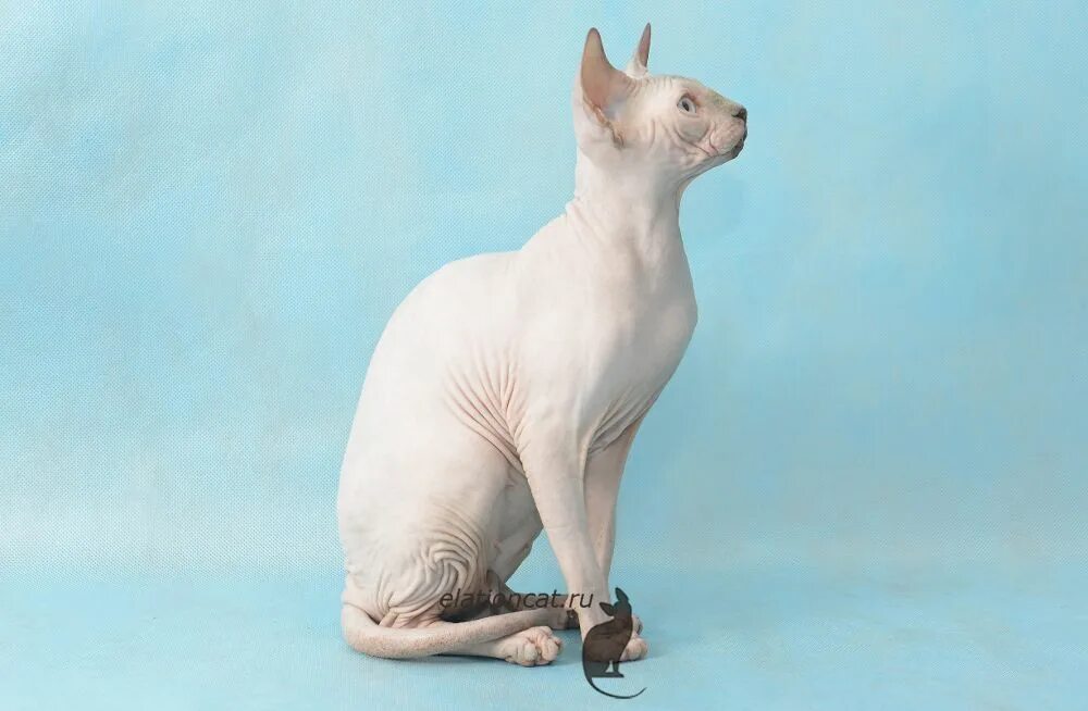 Канадский сфинкс крем пойнт. Солнцезащитный крем для собак. Донской сфинкс розовый. Сфинкс. Увлажняющий крем для сфинкса дэвис.