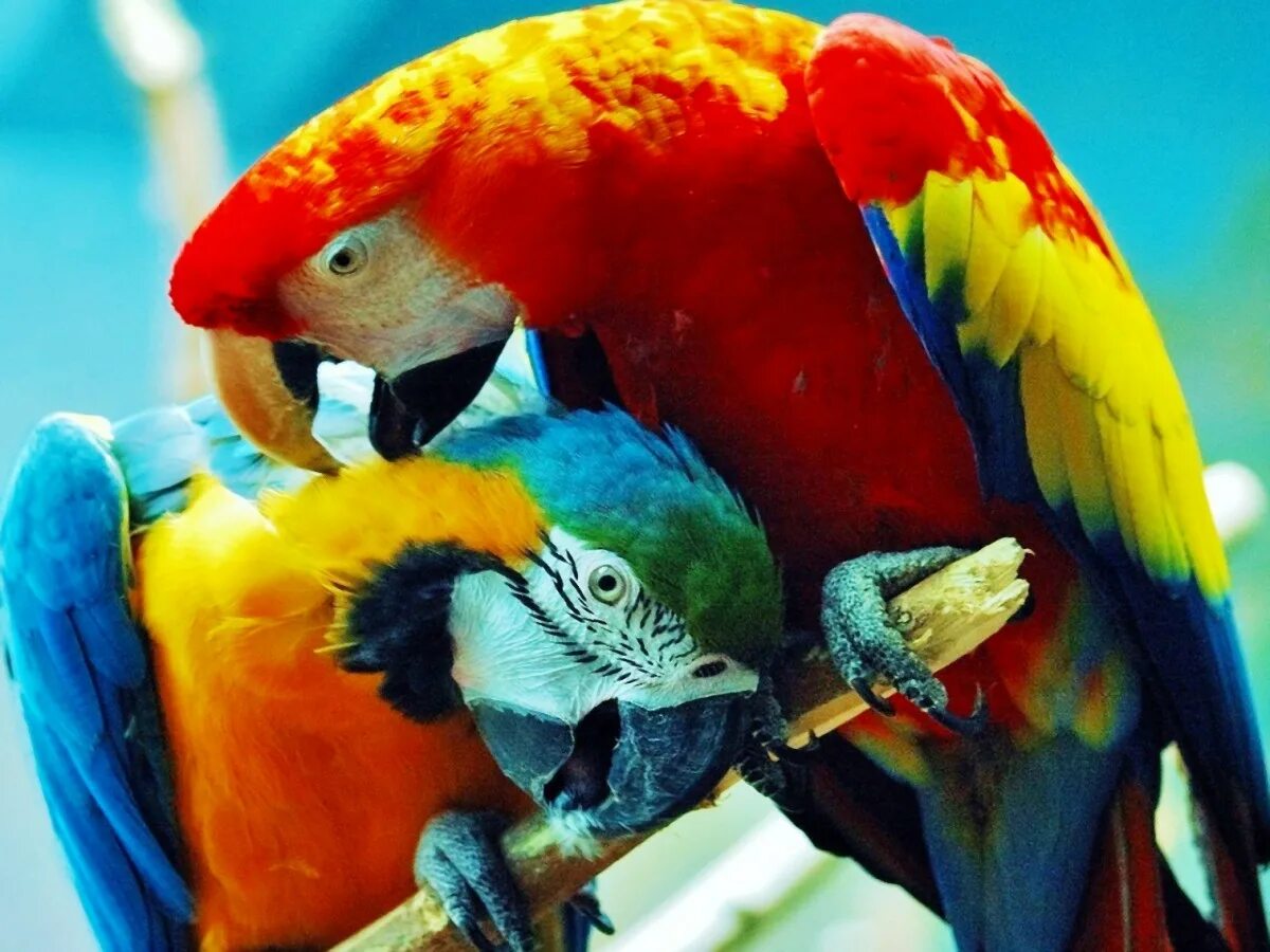 Большой цветной попугай. Попугай ара. Попугай ара и Какаду. Попугай Паррот. Попугай жако.