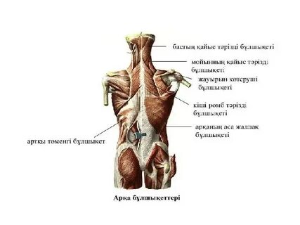 Үлкен сиськи және мүшесі