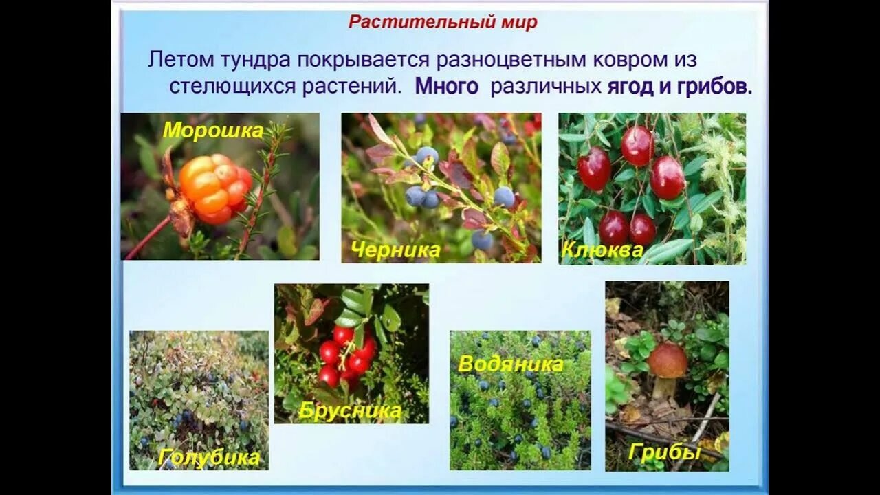 Растения тундры многие стелются по земле. Растительный мир тундры. растения тундры. растительный мир доклад.