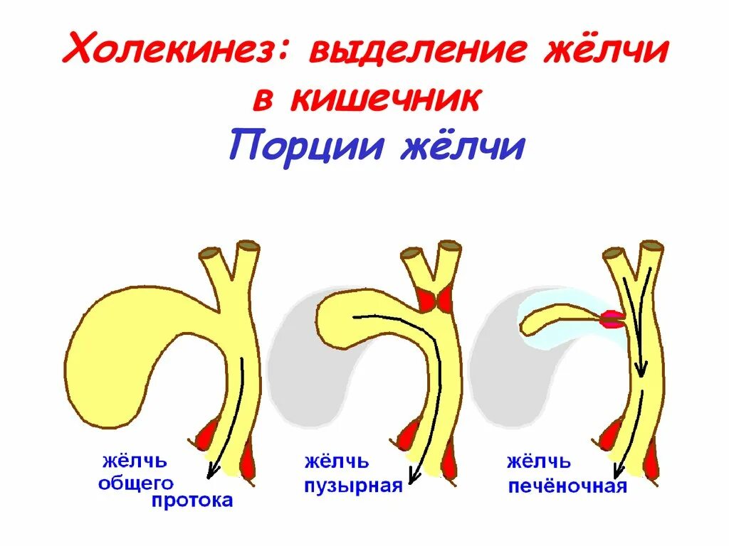 Исследование желчи порции. Дуоденальное зондирование порции желчи. Три порции желчи.