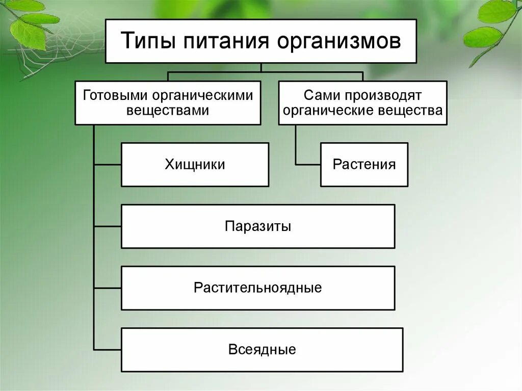 Кто питается готовыми органическими. Растения которые питаются органическими веществами. Питаются готовыми органическими веществами. Растения которые питаются готовыми органическими веществами. Типы питания растений.