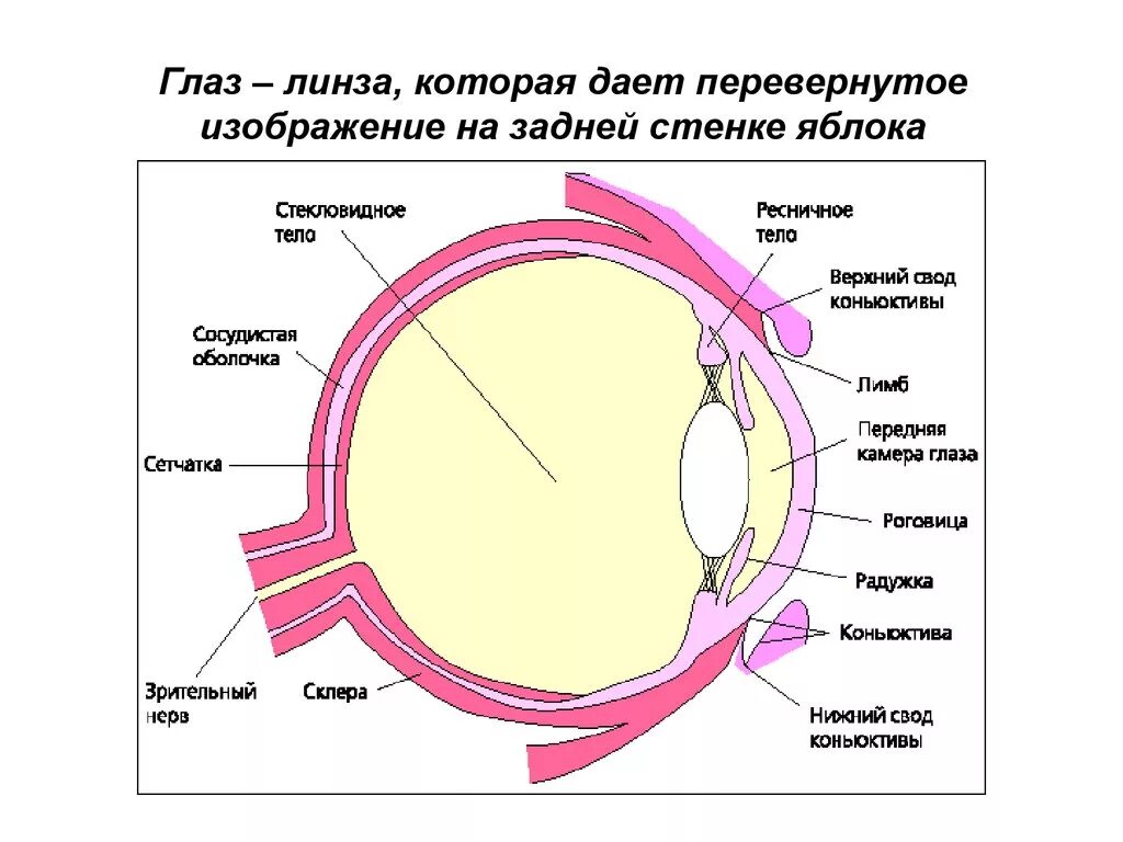 Схема строения глазного яблока гистология. Анатомия глазного яблока срез. Схема строения глазного яблока на сагиттальном разрезе. Сетчатка глаза гистология.