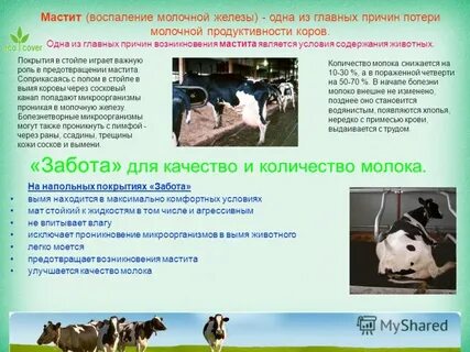 Лечение мастита у коров