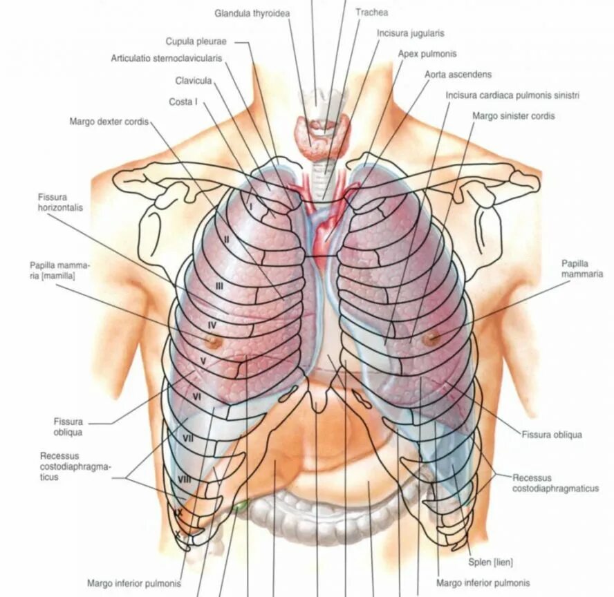 Торакс анатомия. Левая сторона под грудной клеткой. Анатомия органов грудины человека. Анатомия легких неттер. Органы грудной клетки человека.