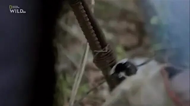 Дикая новая