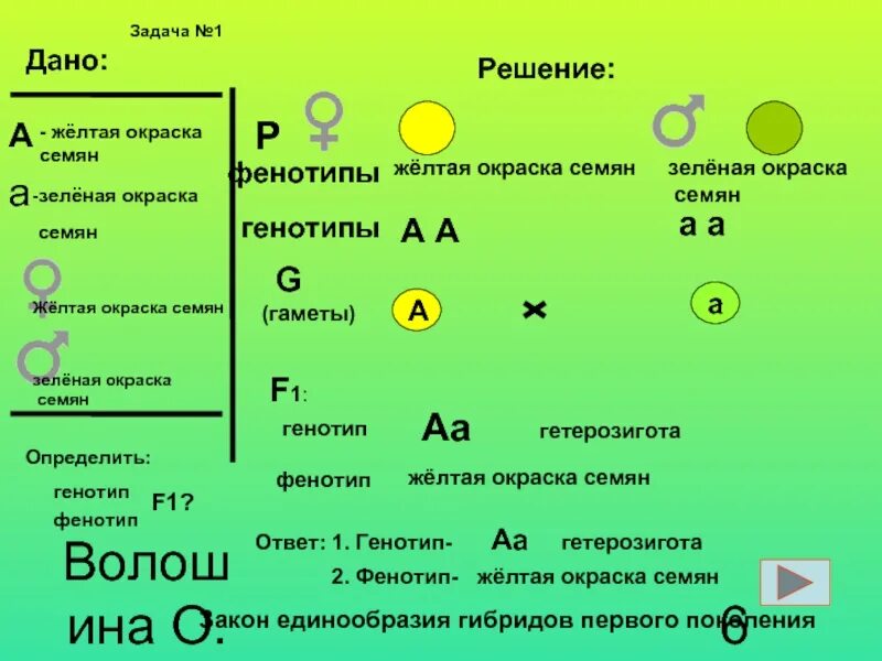 Отметь генотип. Задачи по биологии генетика 1 закон Менделя. Задачи на первый закон Менделя. Биология законы Менделя задачи. Решение задач на 1 закон Менделя биология.