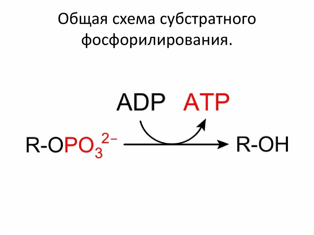 Схема субстратного фосфорилирования брожения. Механизм синтеза АТФ субстратное фосфорилирование. 1 Реакция субстратного фосфорилирования гликолиз. Субстратное фосфорилирование АДФ.