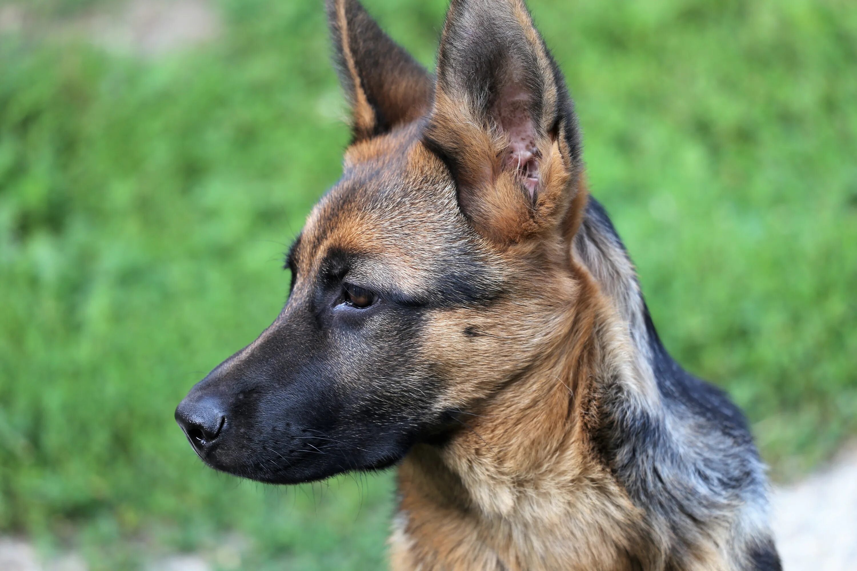 german shepherd wallpaper for computer