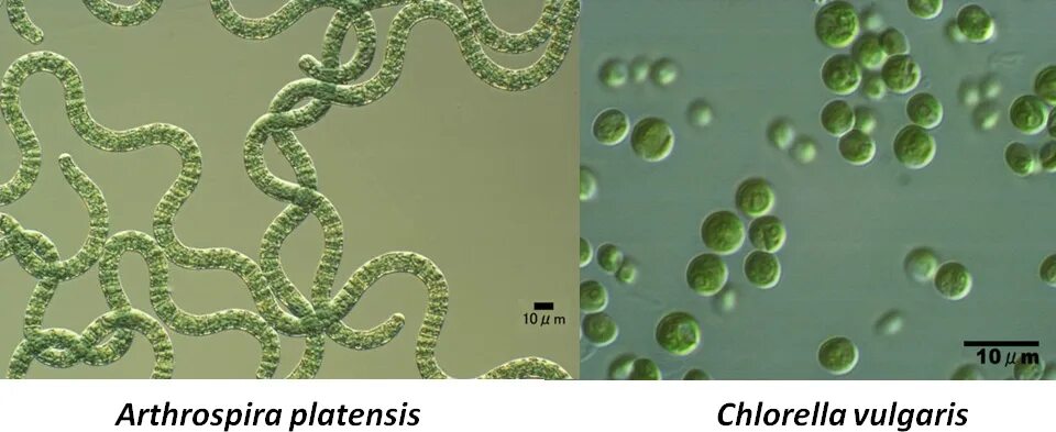 Цианобактерии спирулина. Chlorella vulgaris 1 клетка. Хлорелла цианобактерии. Спирулины платенсис.