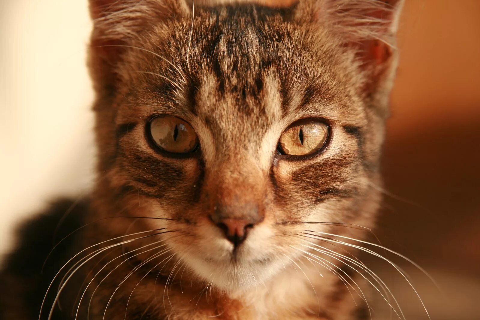 Котята породы мейн кун. Мейн кун аборигенная порода. Cats main. Мейн-кун. Американский мейн кун.