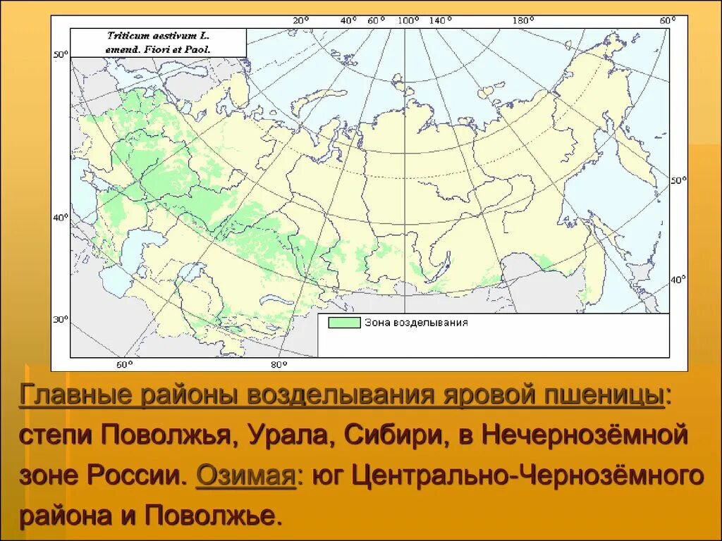 Районы выращивания на карте. Районы выращивания Яровой пшеницы в России. Районы возделывания пшеницы. Районы возделывания озимой пшеницы. Зоны выращивания пшеницы в России.