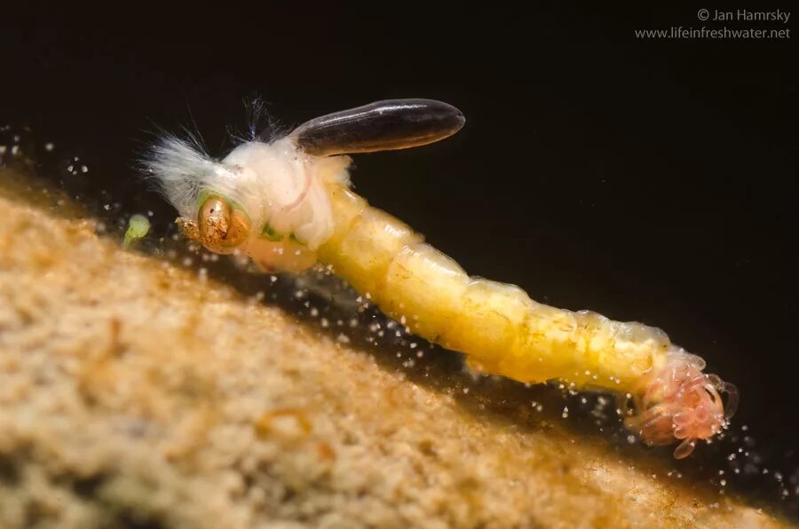 Chironomidae личинки. Личинка комара Пискуна. Личинки хирономид (Chironomidae.