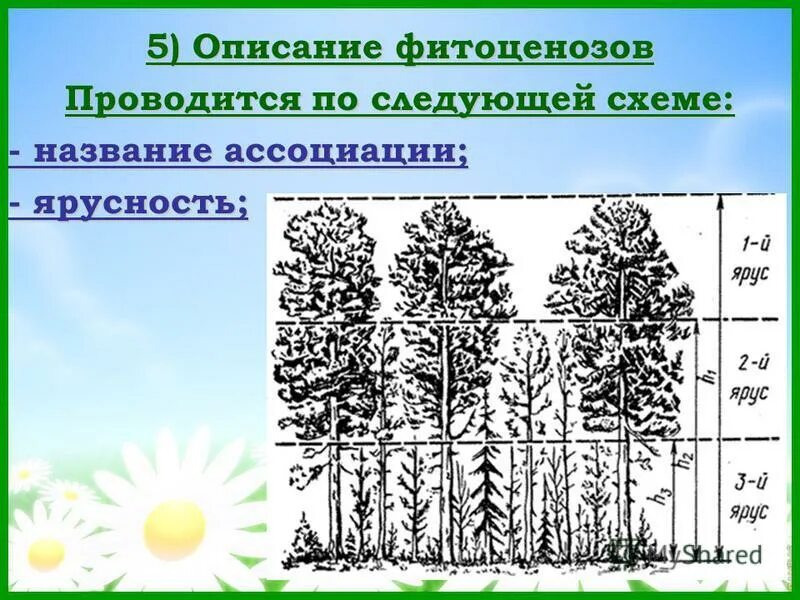 ярусы растений лесного фитоценоза. ярусность лесного фитоценоза. схема фитоценоза. разнообразие растительных сообществ. составляющие фитоценоза.