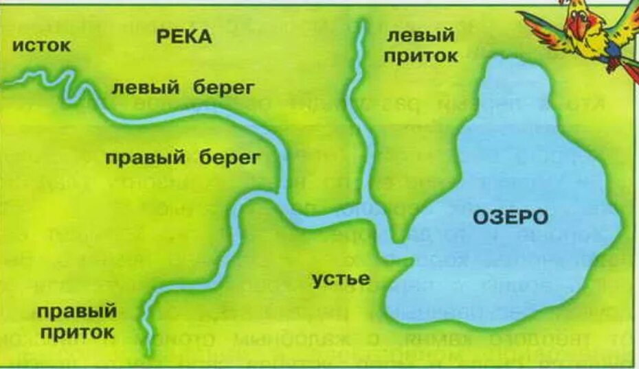 Левый приток мологи 6. Левые притоки реки Лена. Правый и левый приток. Правый и левый приток реки. Части реки схема.