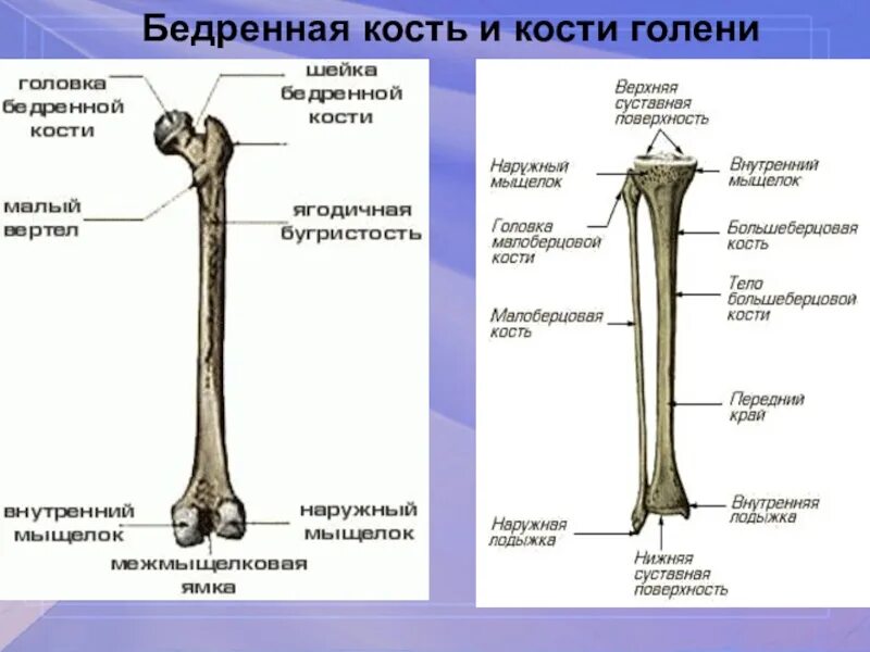 Нижние конечности бедро. Проксимальный эпифиз бедренной кости. Бедренная кость и малоберцовая. Бедренная кость строение и функции. Бедро строение анатомия кости.