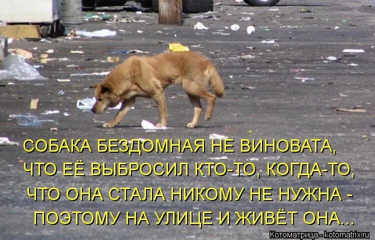 Не нужно никому помогать. Бездомные животные. Бездомные собаки. Брошенные животные. Бездомные собаки с надписью.