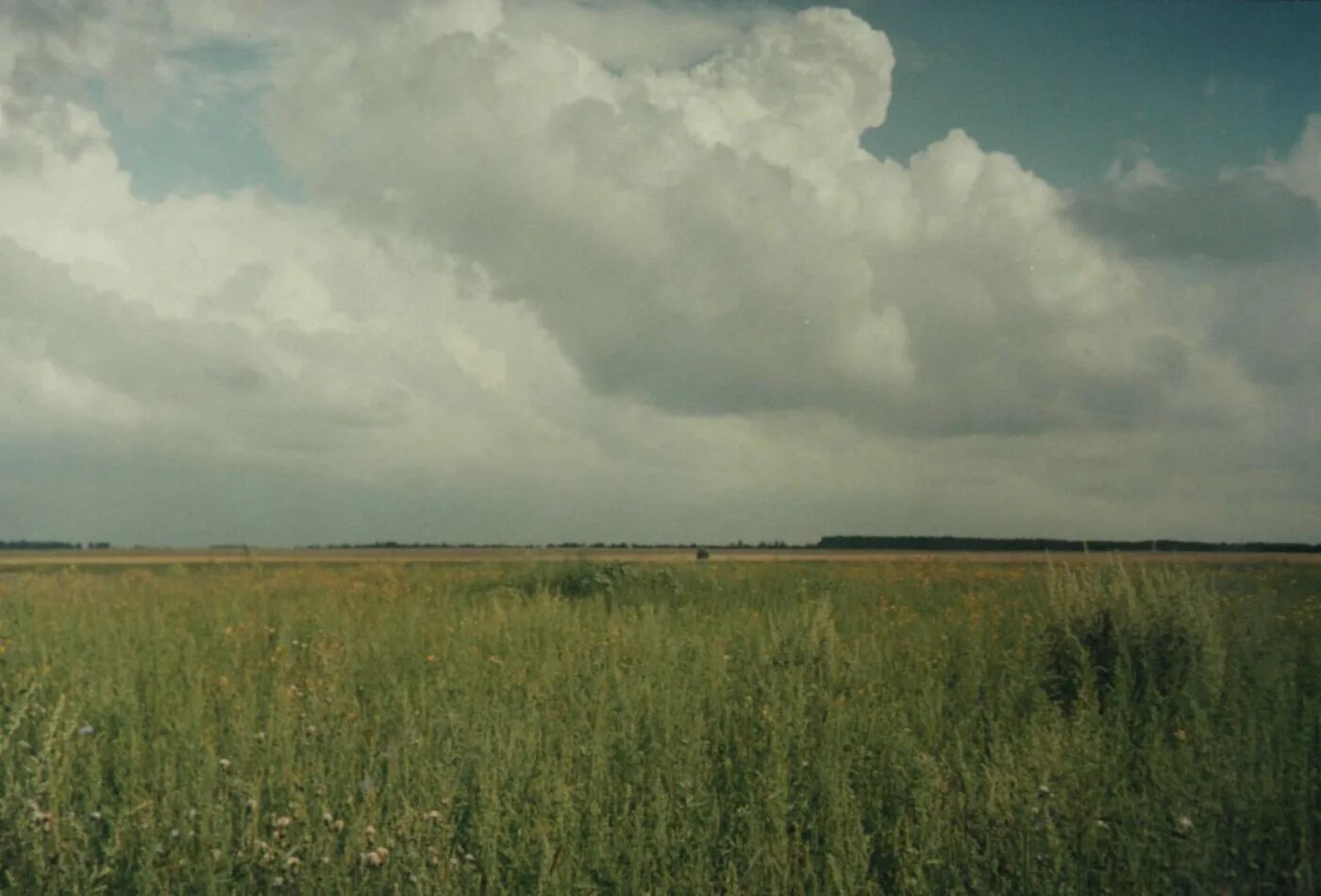 желтые пески ул мезживания. одинокая сосна конь колодезь. село березовка становлянского района липецкой области. пальна-михайловка усадьба стаховичей. пруды добринского района.