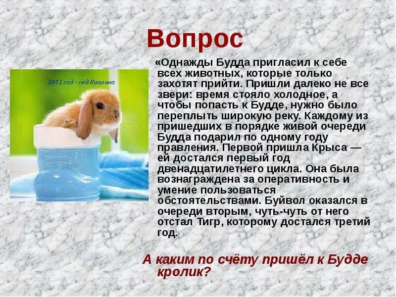 Гороскоп весы кролики. Год кота и кролика. Год кролика презентация. Гороскоп год кролика кота. 2011 Год какого животного кролика или кота.