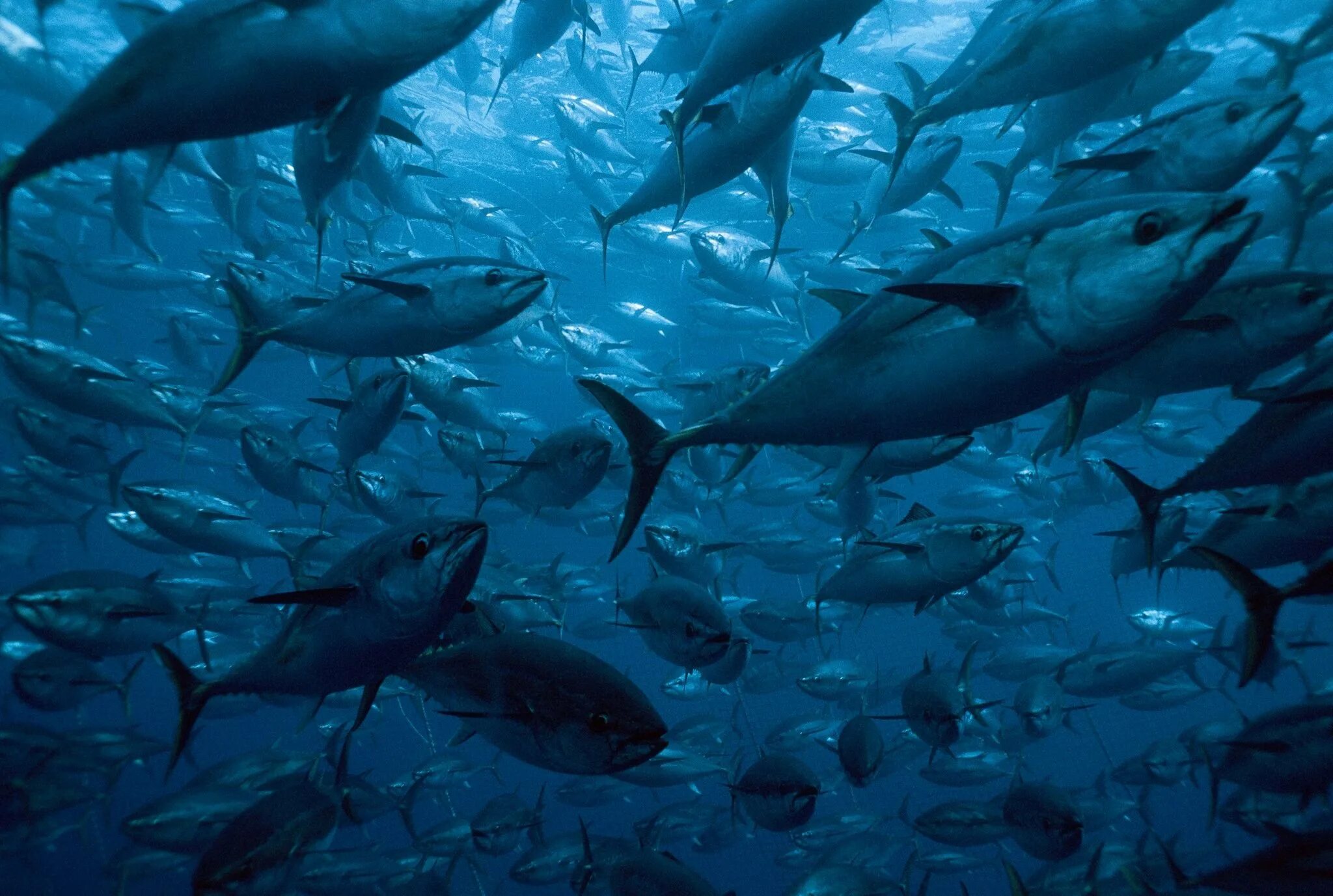 Сон много больших рыб. Тунец рыба. Тихоокеанский голубой тунец. Тихоокеанский голубой тунец тунцы. Тунец индийского океана.