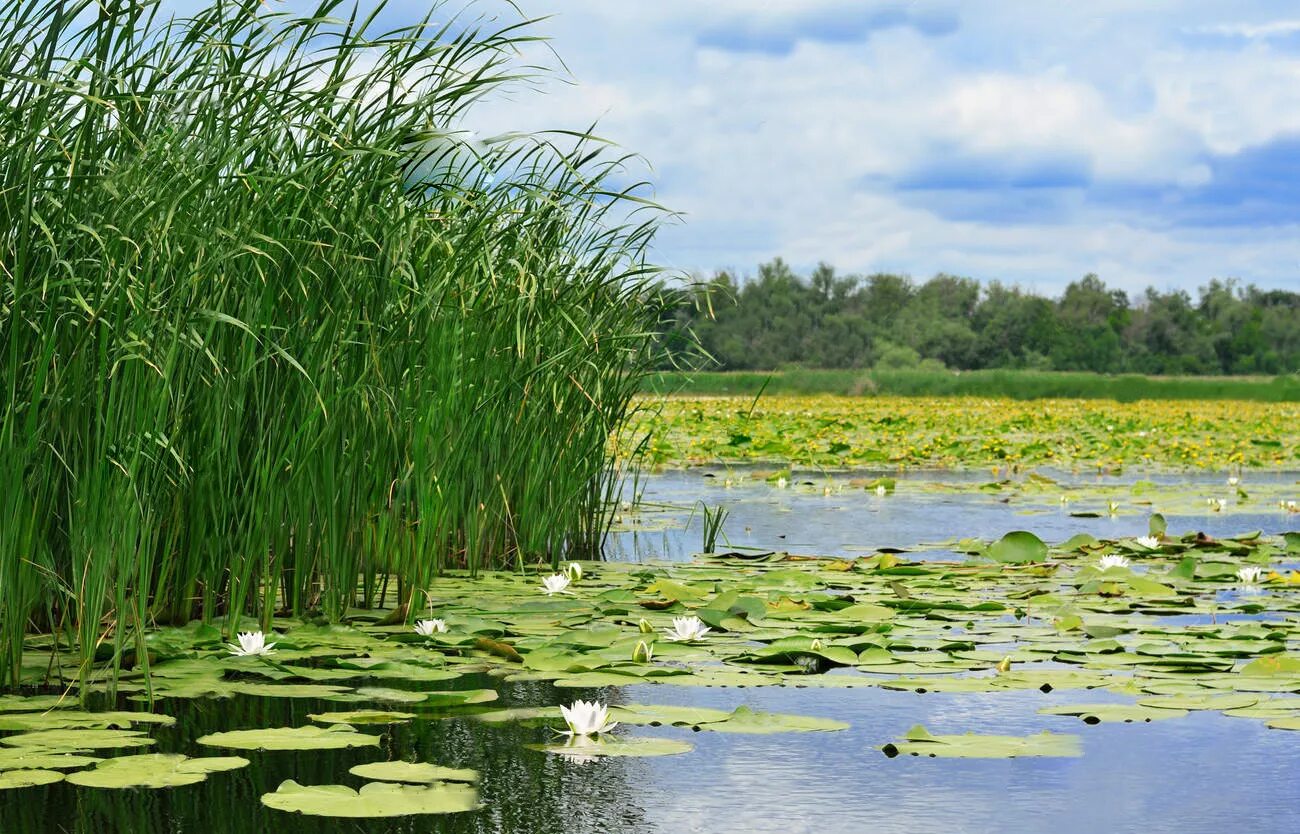 Камыш водоем. Камыш рогоз Осока. Осока тростник камыш рогоз. Камыш рогоз в ряске. Река с камышами и осокой.