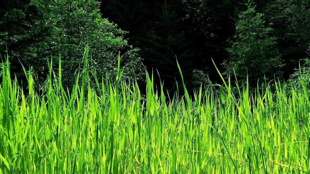 Organic herbs густое травяное био мыло. густо травяной. густо травяной. райграс пастбищный вик 66. густое тувинское био-мыло для волос и тела.