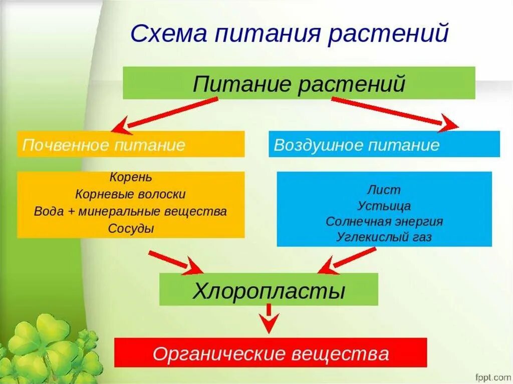 Тест удобрения 6 класс. Питание растений 6 класс таблица. Биология 6 класс минеральное питание (почвенное ) питание растений. Схема питание растений по биологии 6 класс. Минеральное питание растений схема.