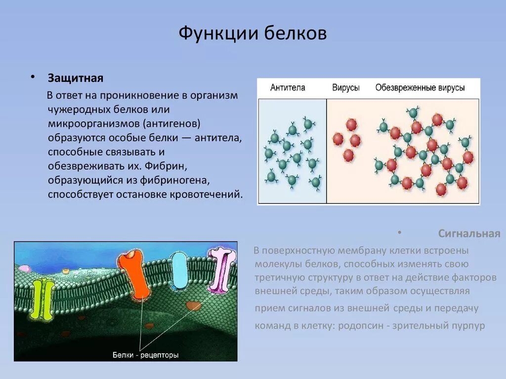 Белки образующиеся соединения. Функции молекул белка. Функции белков. Молекулы белков функции. Функции белковой молекулы.