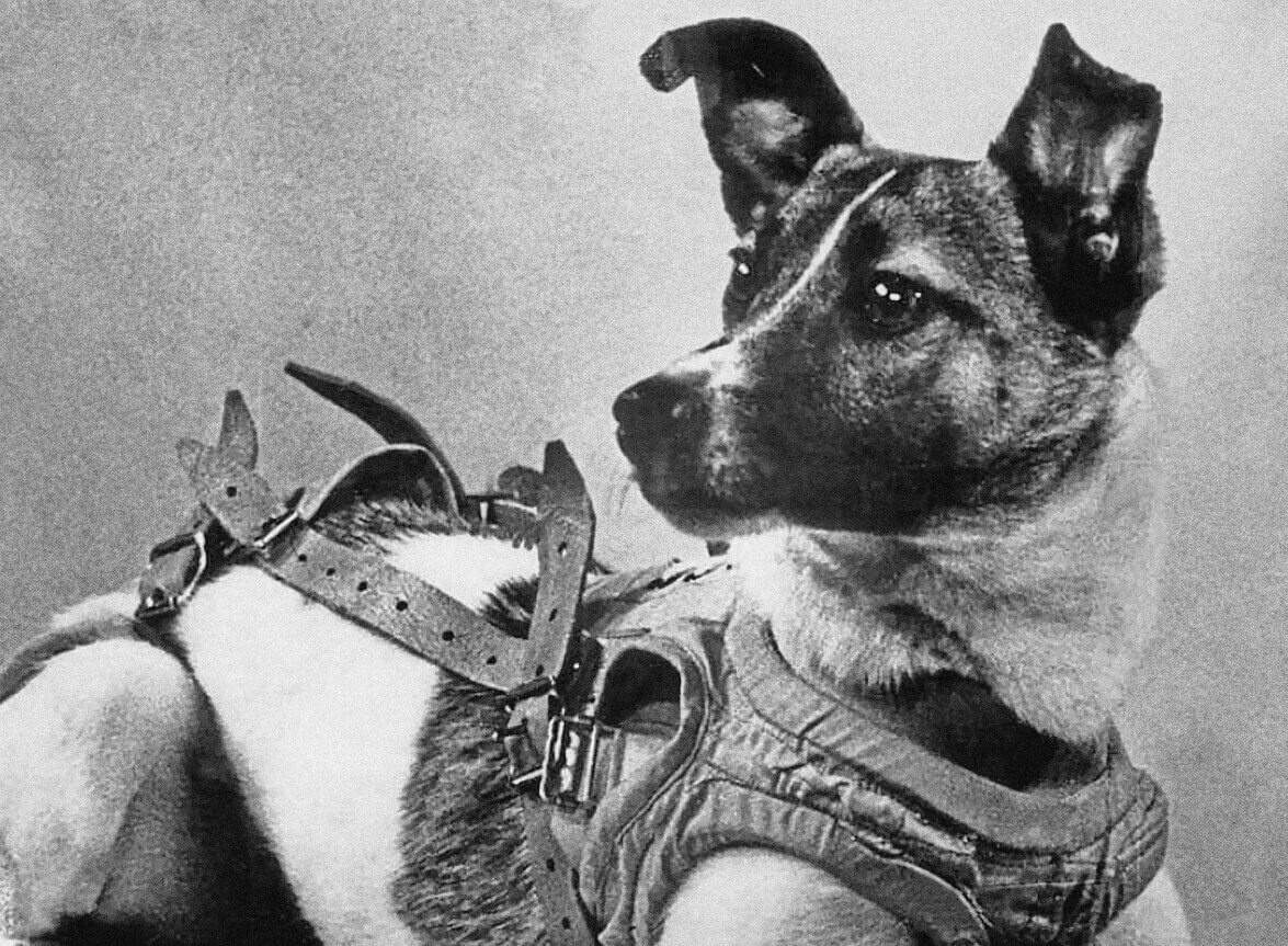 Первое животное совершивший орбитальный полет. Первая собака в космосе лайка. Лайка первый космонавт. Собака лайка 1957. 1957 Лайка в космосе.