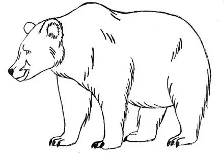 Рисунок бурого