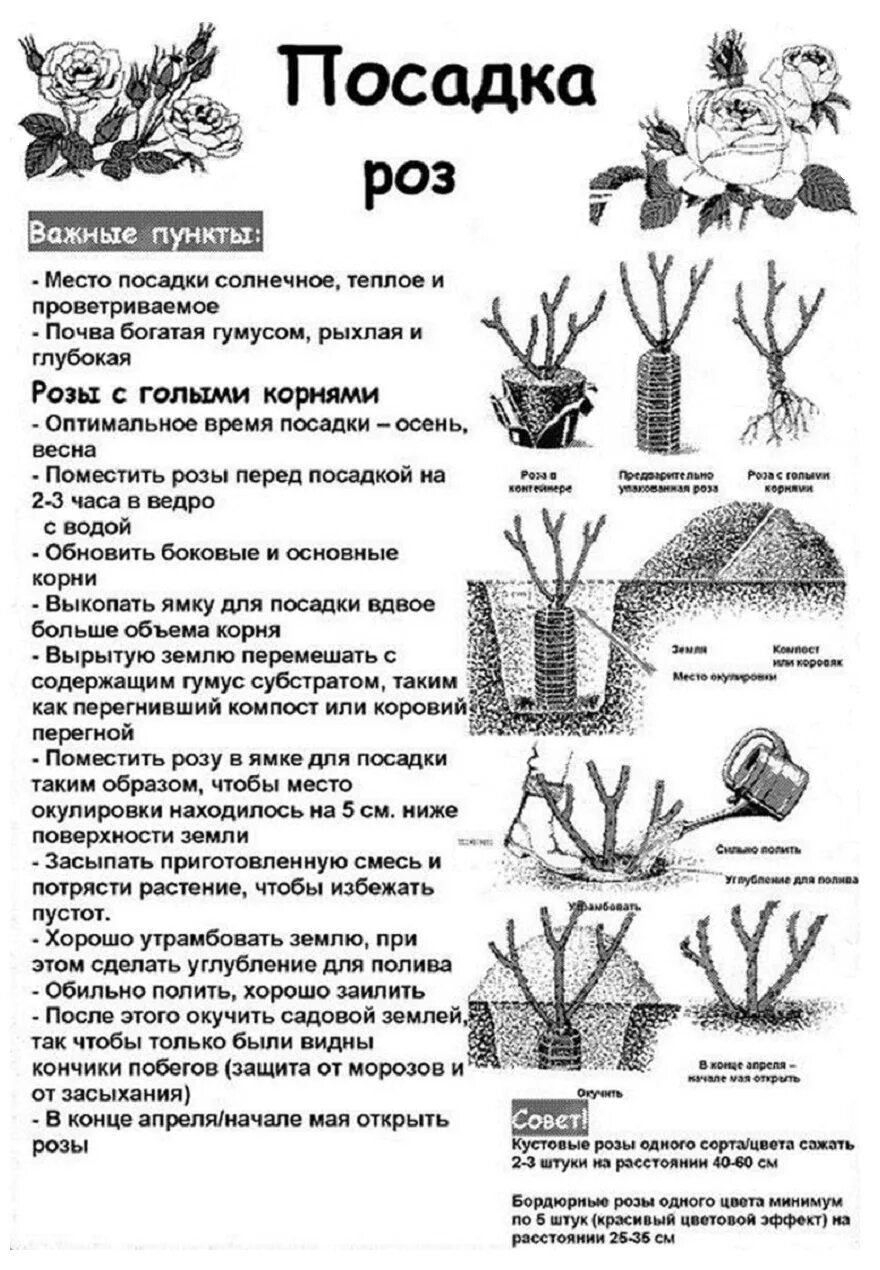 Как сажать кустовую розу: найдено 90 изображений