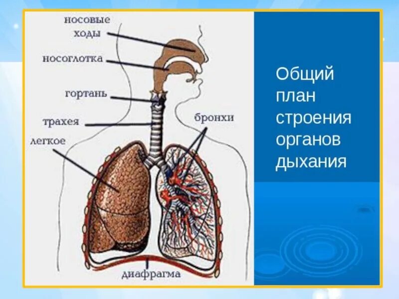 Носоглотка бронхи гортань носовая полость легкие трахея. Строение системы органов дыхания человека. Гортань трахея бронхи строение. Схема дыхательной системы. Схема строения дыхательной системы.