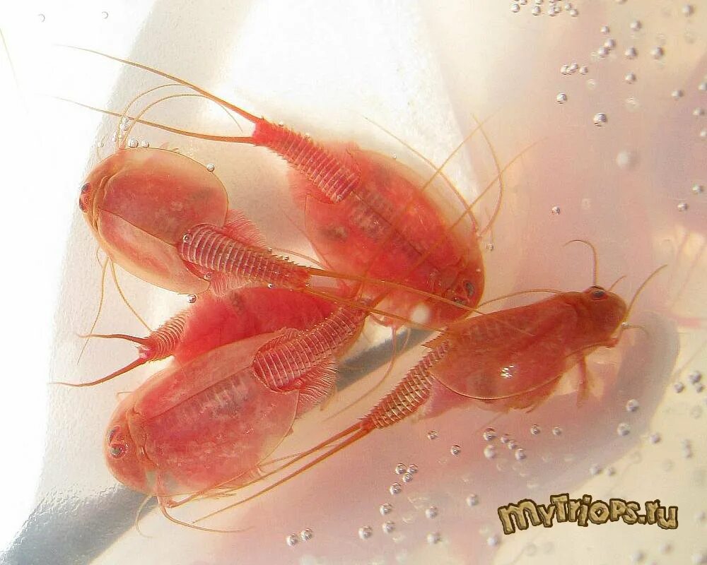 Рачки-щитни Triops. Триопс канкриформис. Щитни ракообразные. Triops longicaudatus Red.