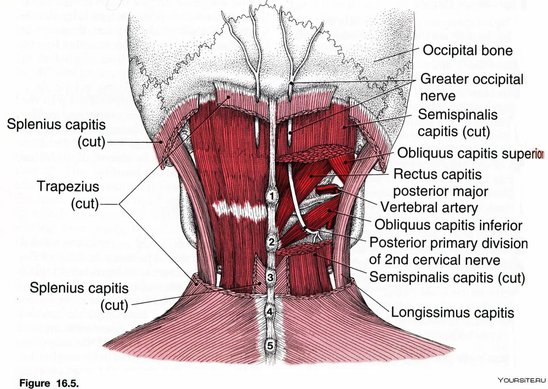 Боли в шее у основания черепа. Болят мышцы затылок основание черепа.