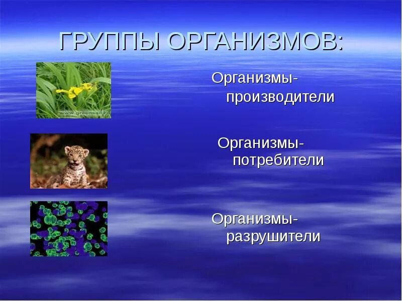 Организмы производители 3. Организмы производители. Группы организмов. Группы организмов потребители. Группы организмов производители потребители Разрушители.