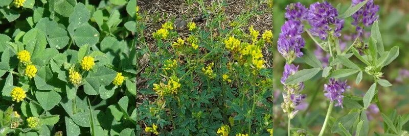 Люцерна что это такое. Люцерна посевная medicago sativa. люцерна синегибридная. люцерна кормовая культура.