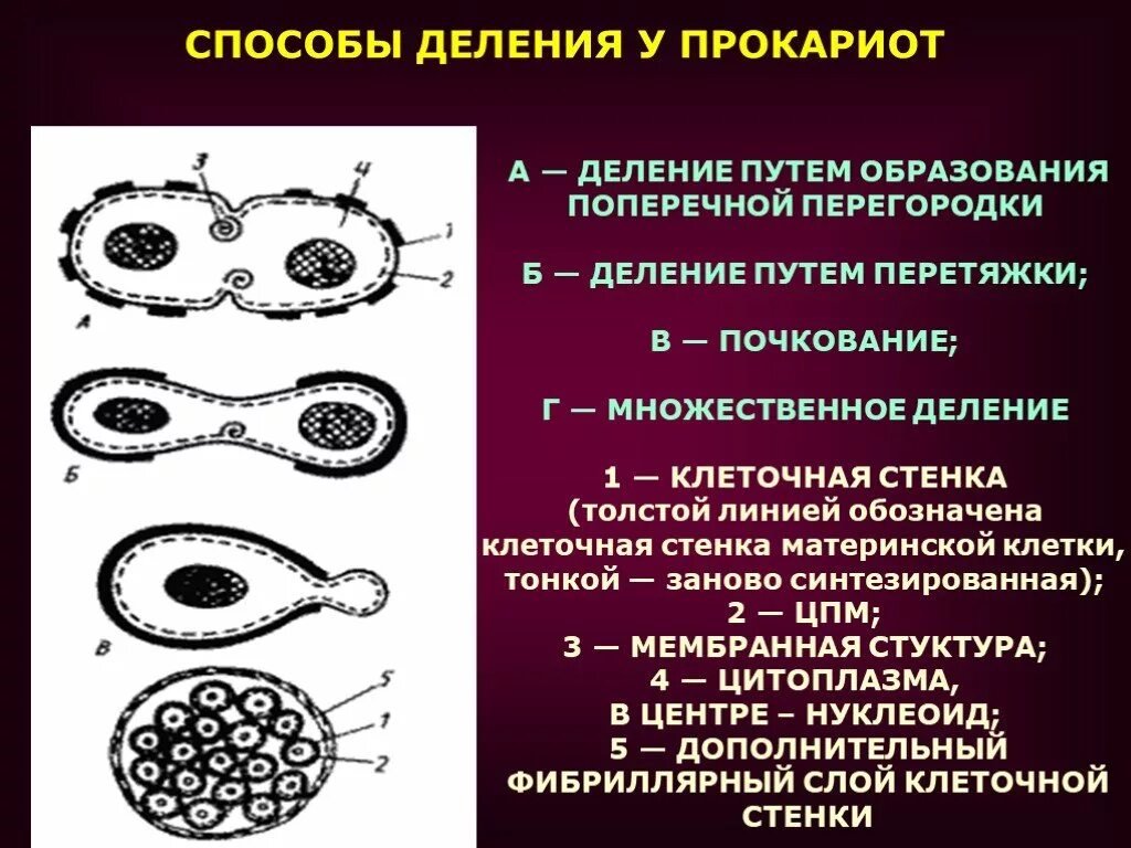 У какой клетки образуется клеточная перетяжка. Половое размножение прокариот. Способы деления бактериальной клетки. Способ деления прокариот. Способы деления прокариотических клеток.