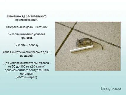 Дозировка крысам