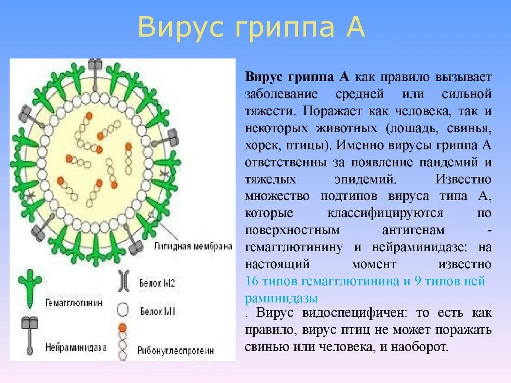 Анализ вируса гриппа