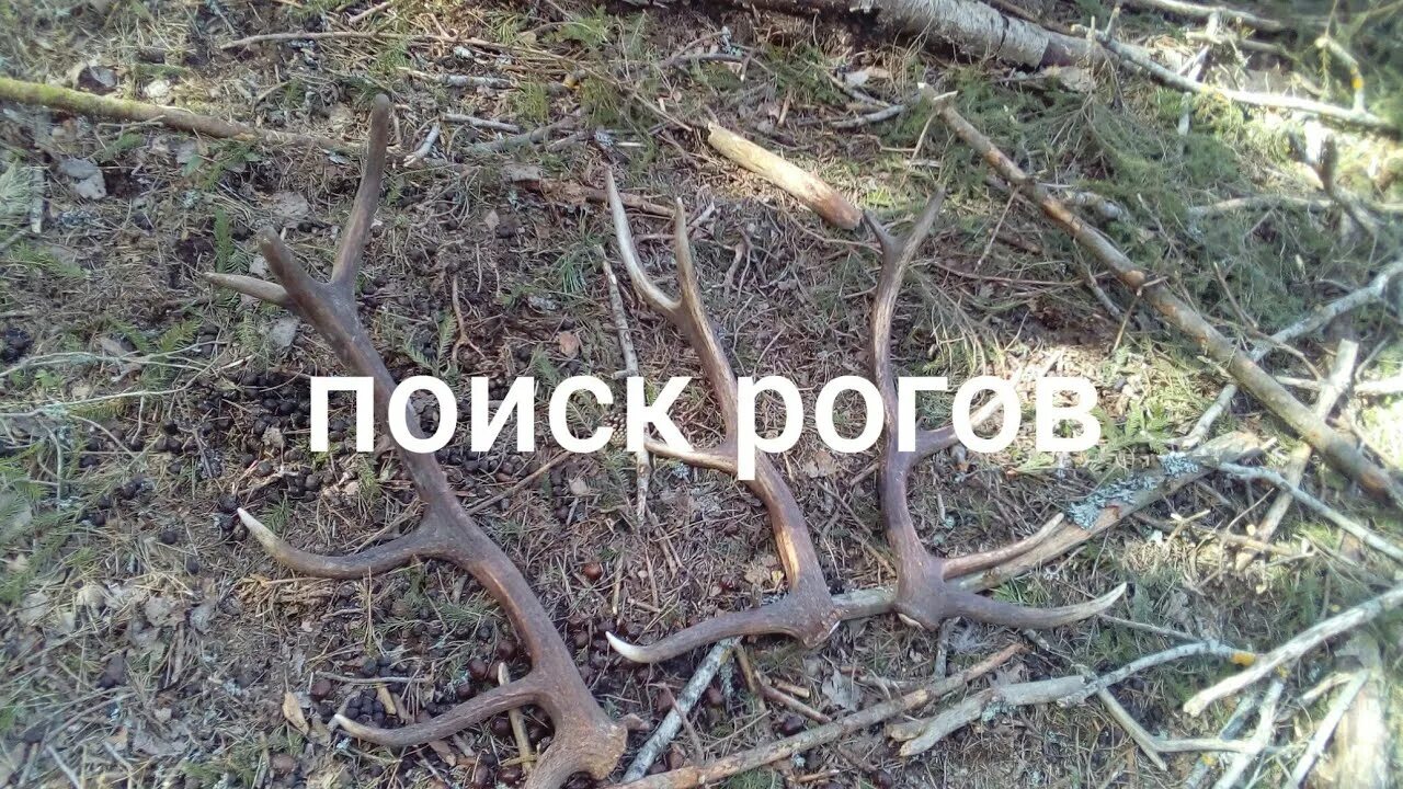 Поиск рогов