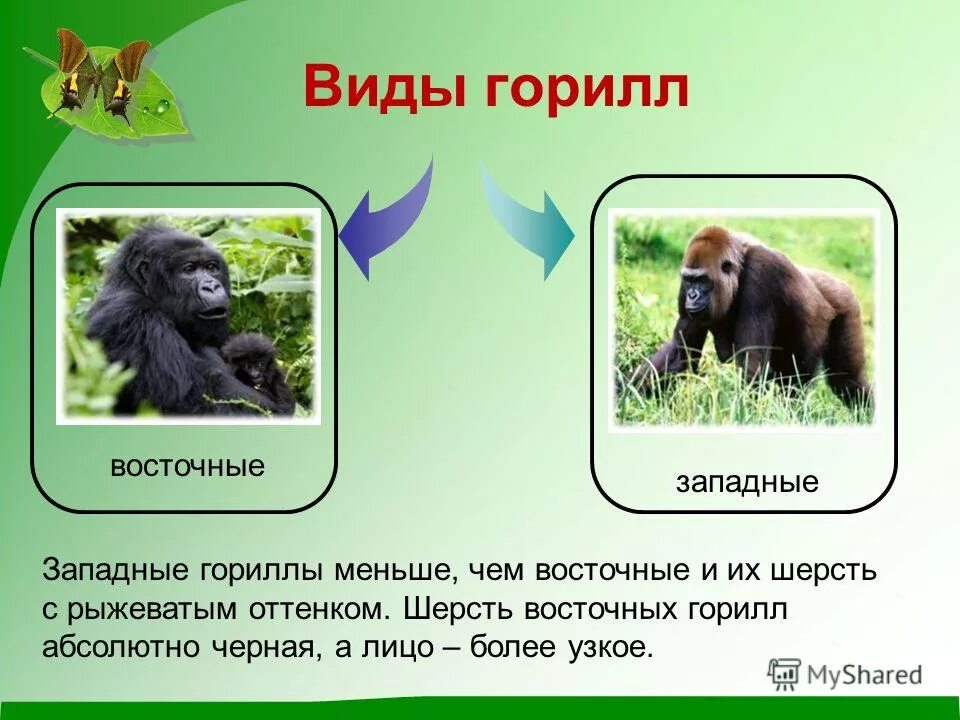 На каком материке обитает горилла. Горилла среда обитания. Горилла презентация. На каком материке обитает горилла. На каком материке обитает горилла.