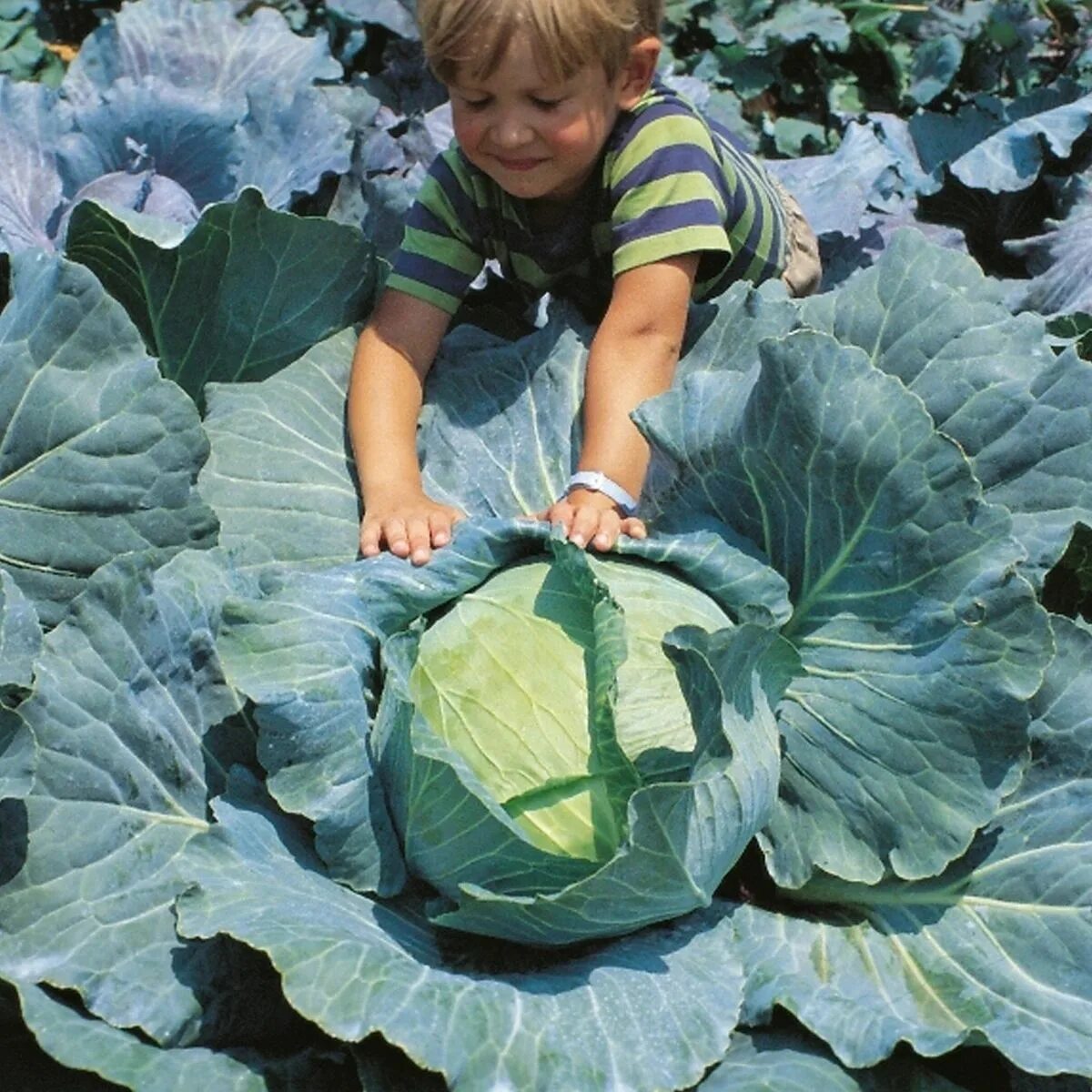 Капуста гигант сорта. Капуста гигант. cabbage primo. cabbage seeds. cabbage seedlings.