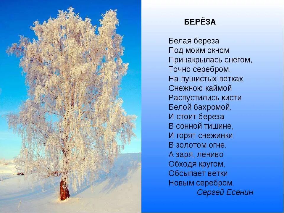 Учить стих есенина береза. Александр сергеевич есенин береза. александр сергеевич есенин белая береза. сергей есенин береза стихотворение. стихотворение есенина белая береза.