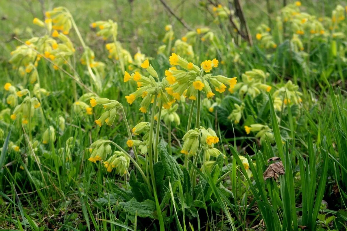 Первоцвет ключики петра. Первоцвет весенний (Primula veris). Примула Байерна. Первоцвет весенний ГФ. Первоцвет весенний Фармакогнозия.