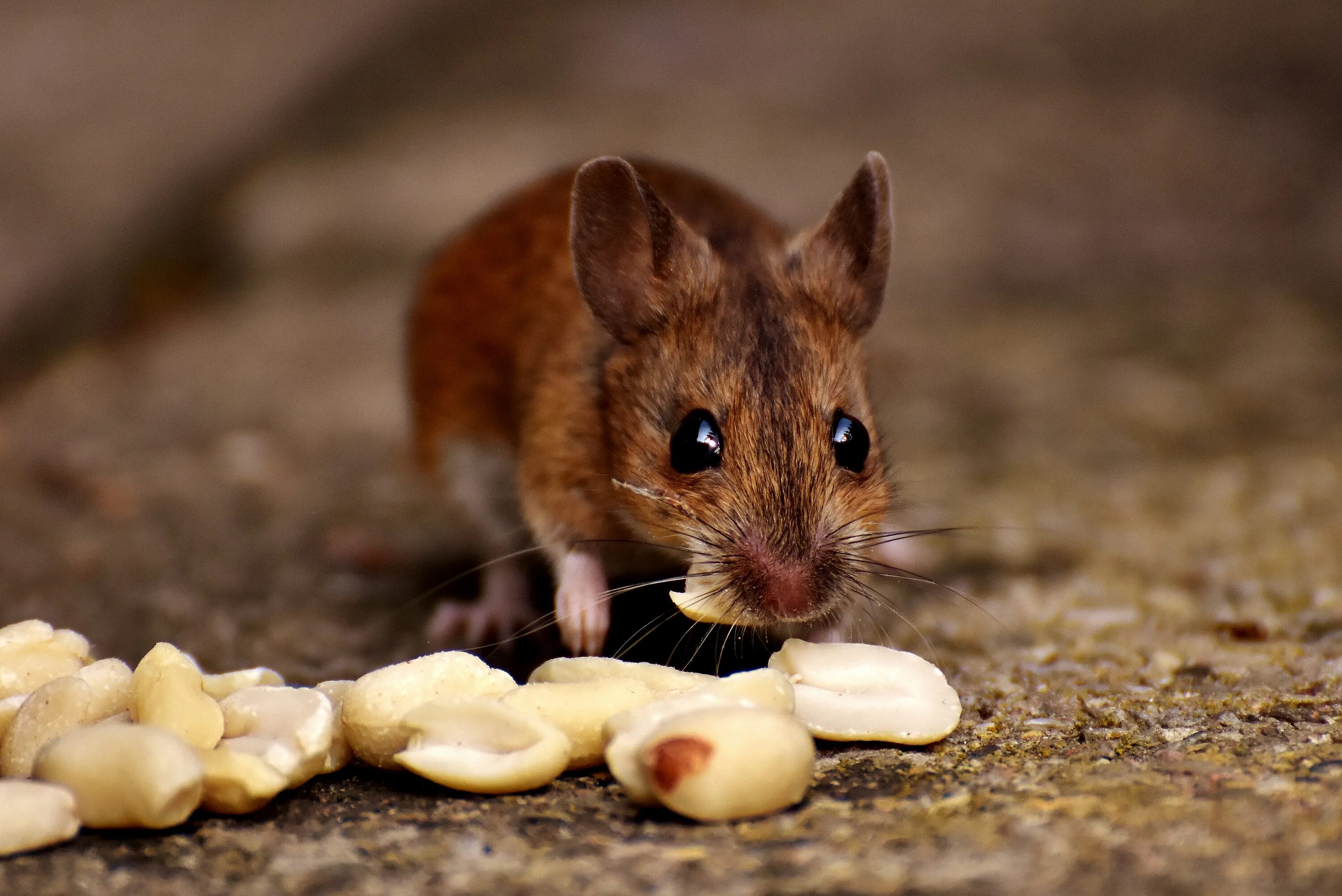Принял мыши. Мышь. Мышка кушает. Мышь и зерно. Мышонок.