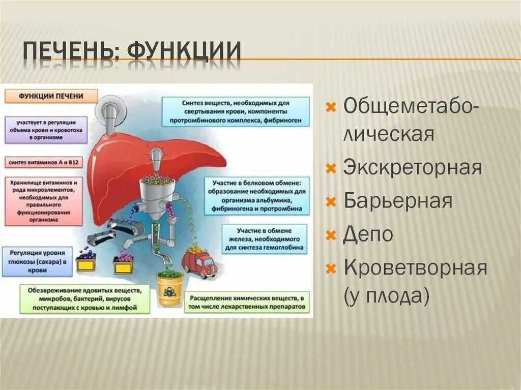 Роль печени состоит в том что. Важнейшие функции печени. Перечислите основные функции печени.. Функции печени таблица. Назовите основные функции печени..