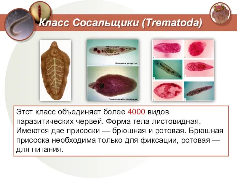 Образ жизни печеночного сосальщика. Плоские черви сосальщики 7 класс биология. Печеночный сосальщик Тип класс вид. Сосальщики черви представители. Тип плоские черви класс сосальщики черви представители.