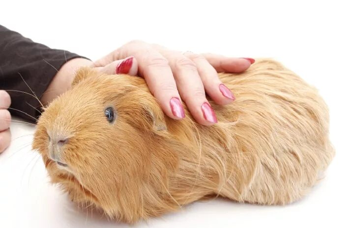 почему морская свинка кусается. зевок морской свинки. кусаются ли морские свинки. почему морская свинка кусается. почему морская свинка кусается.